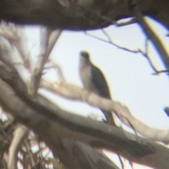 Cacomantis pallidus at Wamboin, NSW - 8 Oct 2017