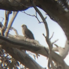 Cacomantis pallidus at Wamboin, NSW - 8 Oct 2017