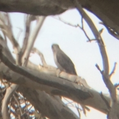 Cacomantis pallidus at Wamboin, NSW - 8 Oct 2017