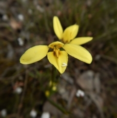 Diuris chryseopsis (Golden Moth) at Mount Painter - 5 Oct 2017 by CathB