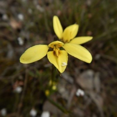 Diuris chryseopsis (Golden Moth) at Belconnen, ACT - 5 Oct 2017 by CathB