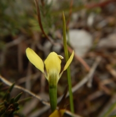 Diuris chryseopsis at Belconnen, ACT - suppressed