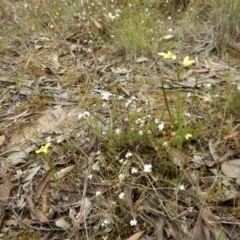 Diuris chryseopsis at Belconnen, ACT - suppressed