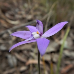 Glossodia major at Cook, ACT - suppressed