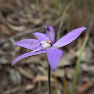 Glossodia major (Wax Lip Orchid) at Mount Painter - 5 Oct 2017 by CathB