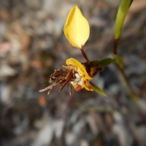 Psychidae (family) IMMATURE at Aranda, ACT - 4 Oct 2017 03:45 PM