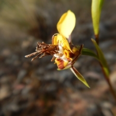 Psychidae (family) IMMATURE at Aranda, ACT - 4 Oct 2017 03:45 PM