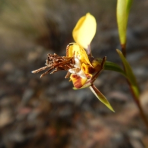 Psychidae (family) IMMATURE at Aranda, ACT - 4 Oct 2017 03:45 PM