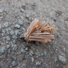 Psychidae (family) IMMATURE (Unidentified case moth or bagworm) at Mount Painter - 4 Oct 2017 by CathB