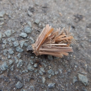 Psychidae (family) IMMATURE at Belconnen, ACT - 4 Oct 2017