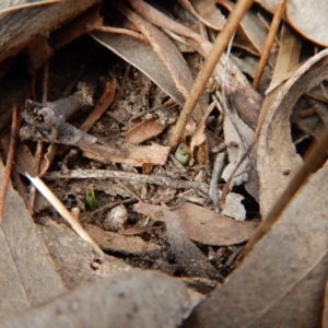 Thelymitra brevifolia at Cook, ACT - 24 Sep 2017