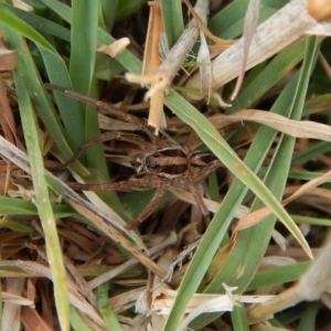 Venatrix sp. (genus) at Belconnen, ACT - 27 Sep 2017