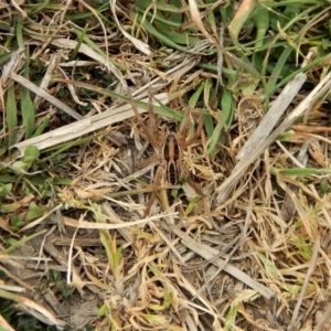 Venatrix sp. (genus) at Belconnen, ACT - 27 Sep 2017