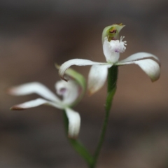 Caladenia ustulata (Brown Caps) at Acton, ACT - 7 Oct 2017 by David