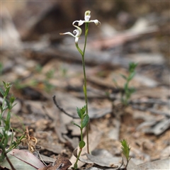 Caladenia ustulata at Undefined Area - suppressed