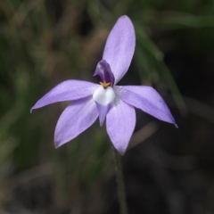 Glossodia major (Wax Lip Orchid) at Acton, ACT - 7 Oct 2017 by David