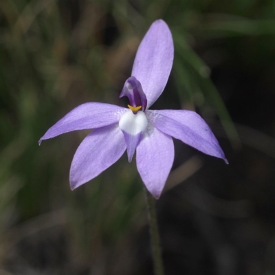 Glossodia major (Wax Lip Orchid) at Acton, ACT - 7 Oct 2017 by David