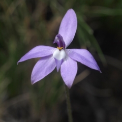 Glossodia major (Wax Lip Orchid) at Canberra Central, ACT - 7 Oct 2017 by David