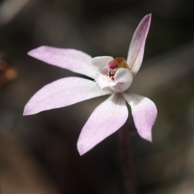 Caladenia fuscata (Dusky Fingers) at Acton, ACT - 7 Oct 2017 by David