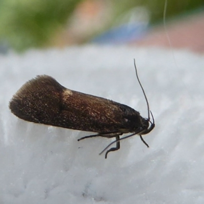 Leistomorpha brontoscopa (A concealer moth) at Flynn, ACT - 6 Oct 2017 by Christine