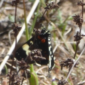 Periscepta polysticta at Stromlo, ACT - 5 Oct 2017