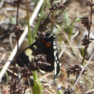 Periscepta polysticta (Spotted Day Moth) at Block 402 - 4 Oct 2017 by Christine