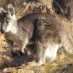 Osphranter robustus robustus (Eastern Wallaroo) at Gigerline Nature Reserve - 5 Jul 2015 by Christine