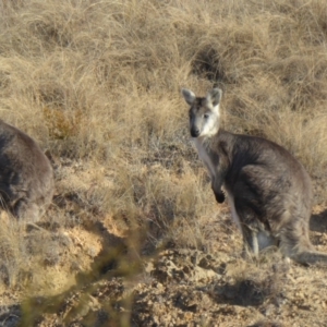 Osphranter robustus robustus at Paddys River, ACT - 6 Jul 2015 12:00 AM