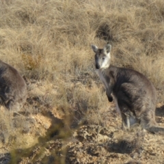 Osphranter robustus at Paddys River, ACT - 6 Jul 2015