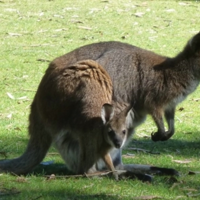 Notamacropus rufogriseus (Red-necked Wallaby) at Cotter River, ACT - 5 Nov 2013 by Christine