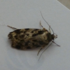 Barea confusella (A Concealer moth) at Flynn, ACT - 12 Nov 2013 by Christine