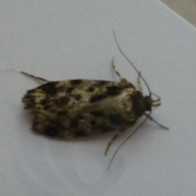 Barea confusella (A Concealer moth) at Flynn, ACT - 12 Nov 2013 by Christine