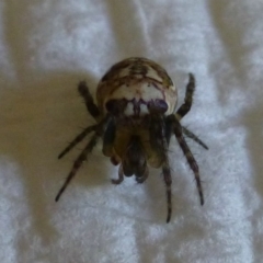 Plebs eburnus (Eastern bush orb-weaver) at Flynn, ACT - 12 Nov 2013 by Christine