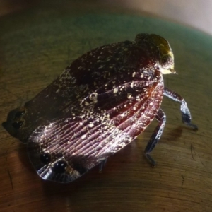 Platybrachys vidua at Flynn, ACT - 12 Nov 2013