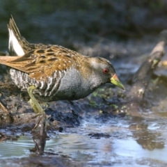 Porzana fluminea (Australian Spotted Crake) at Bega, NSW - 7 Oct 2017 by Leo