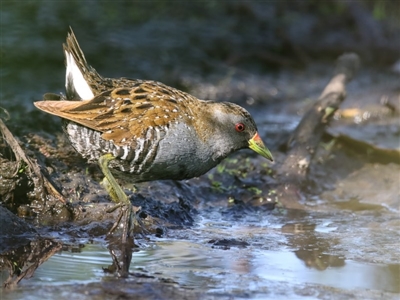 Porzana fluminea (Australian Spotted Crake) at Bega, NSW - 8 Oct 2017 by Leo