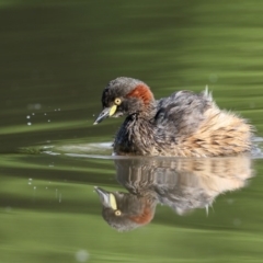 Tachybaptus novaehollandiae (Australasian Grebe) at Bega, NSW - 7 Oct 2017 by Leo