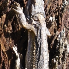 Pogona barbata (Eastern Bearded Dragon) at Mount Ainslie - 17 Nov 2013 by Christine