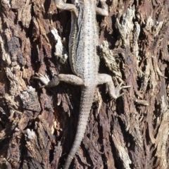 Pogona barbata at Mount Ainslie - 17 Nov 2013