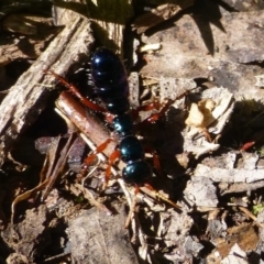 Diamma bicolor (Blue ant, Bluebottle ant) at Cotter River, ACT - 11 Dec 2013 by Christine