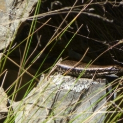 Eulamprus heatwolei (Yellow-bellied Water Skink) at Cotter River, ACT - 11 Dec 2013 by Christine