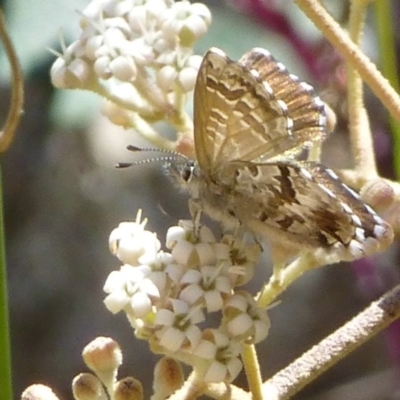 Neolucia agricola (Fringed Heath-blue) at Cotter River, ACT - 12 Dec 2013 by Christine