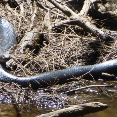 Pseudechis porphyriacus (Red-bellied Black Snake) at Stromlo, ACT - 11 Dec 2013 by Christine