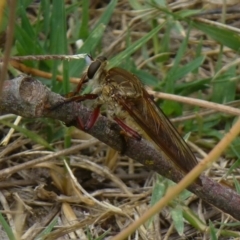 Colepia ingloria (A robber fly) at Uriarra Recreation Reserve - 23 Dec 2013 by Christine