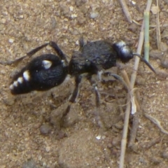 Bothriomutilla rugicollis (Mutillid wasp or velvet ant) at Stromlo, ACT - 23 Dec 2014 by Christine