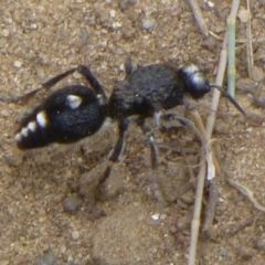 Bothriomutilla rugicollis (Mutillid wasp or velvet ant) at Stromlo, ACT - 24 Dec 2014 by Christine