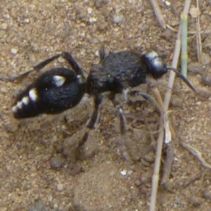 Bothriomutilla rugicollis at Uriarra Recreation Reserve - 24 Dec 2014 12:00 AM