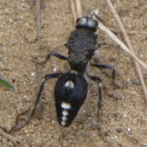 Bothriomutilla rugicollis at Uriarra Recreation Reserve - 24 Dec 2014 12:00 AM