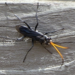 Pompilidae (family) (Unidentified Spider wasp) at Uriarra Recreation Reserve - 23 Dec 2013 by Christine