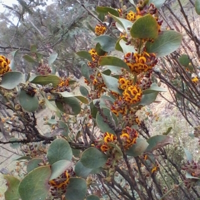 Daviesia latifolia (Hop Bitter-Pea) at Collector, NSW - 7 Oct 2017 by Maartje Sevenster